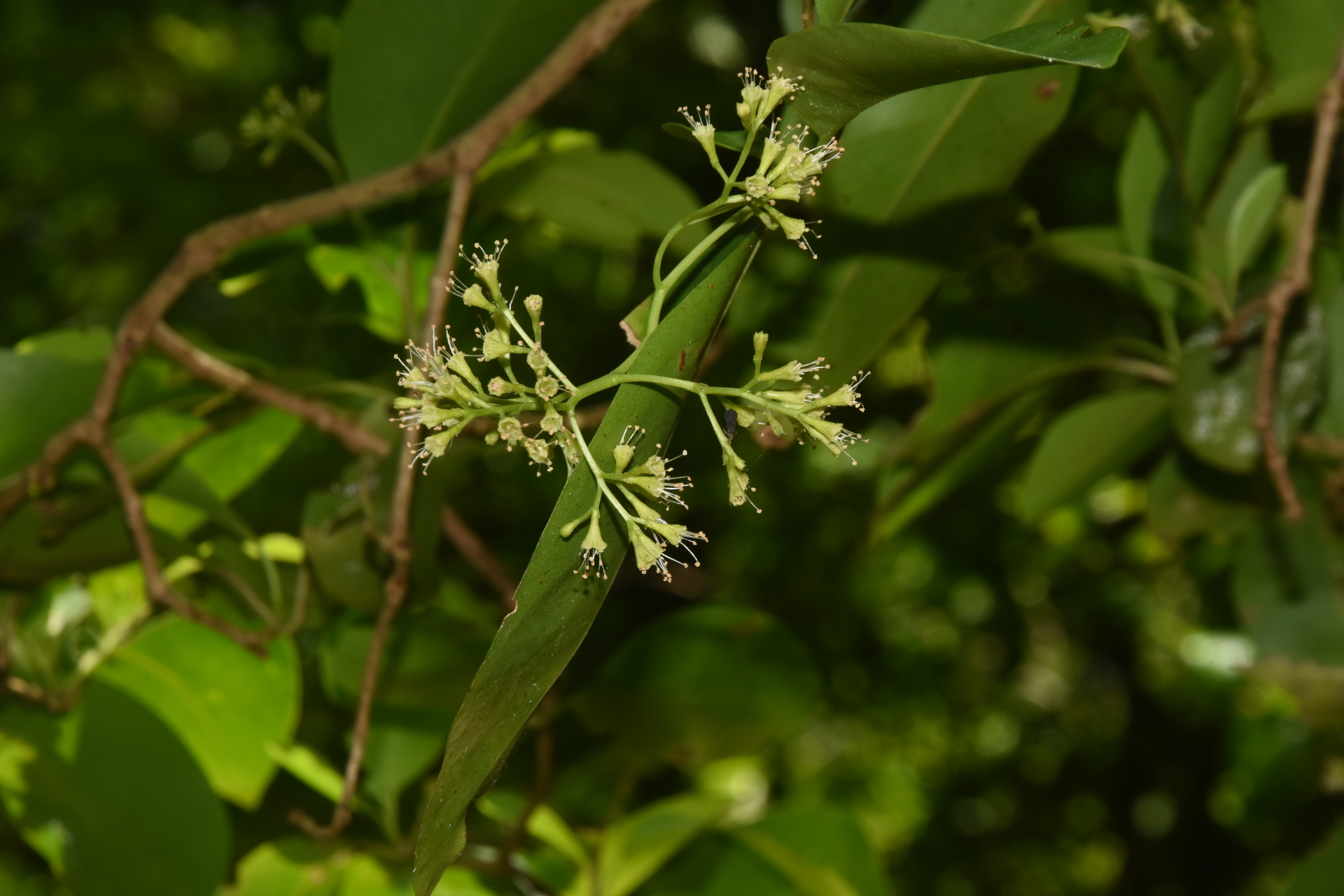 Guapira fragrans (Dum.Cours.) Little - Photo Bivouac Naturaliste